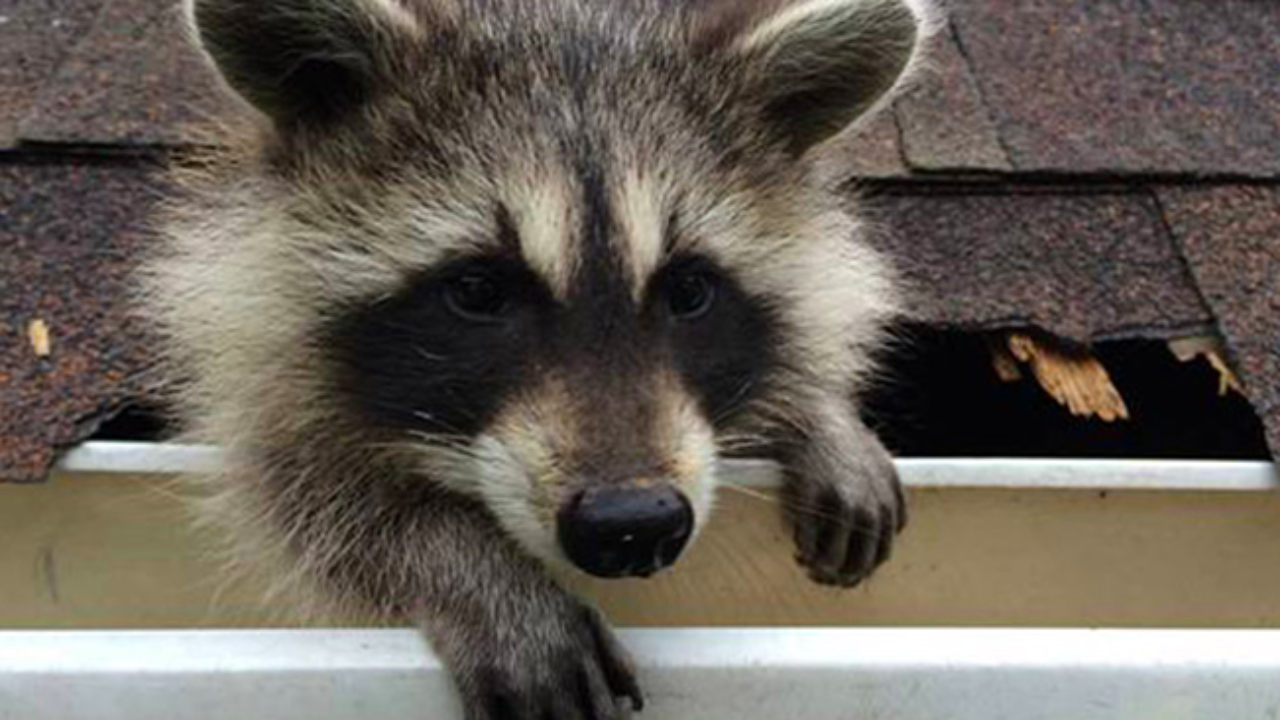 About Us Raccoon Damages